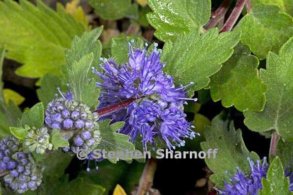 caryopteris incana 7 graphic